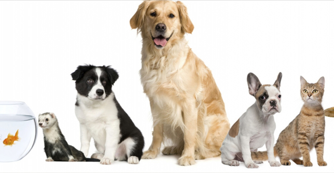 Джунгли, зоомагазин, ТД Пассаж — груминг Барнаул