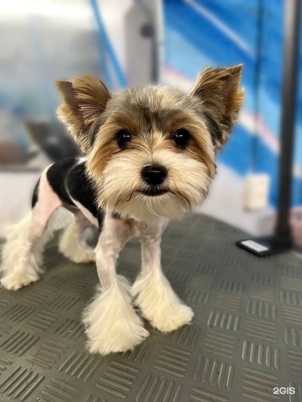 Котёнок Гав, зоогостиница и груминг-салон для питомцев — груминг Челябинск