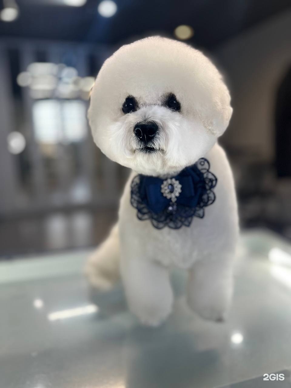 Милорд, груминг-центр — груминг Челябинск