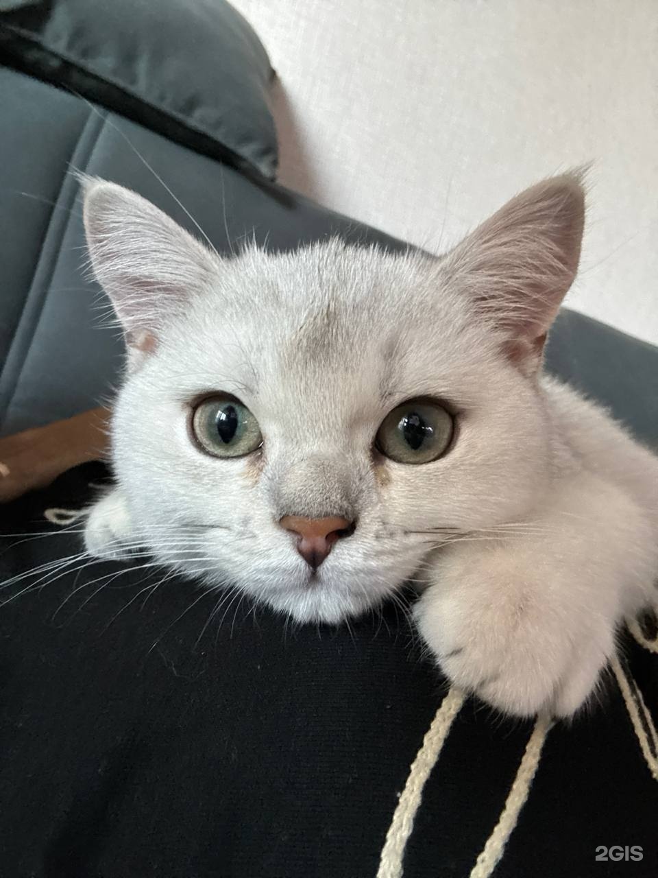 Питомец, ветеринарная клиника — груминг Челябинск