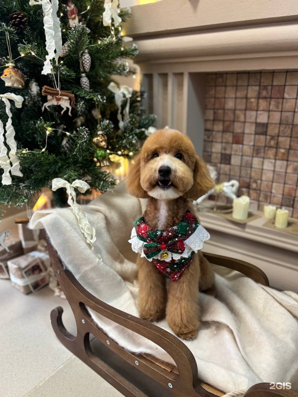 Стригли, груминг-мастерская — груминг Челябинск