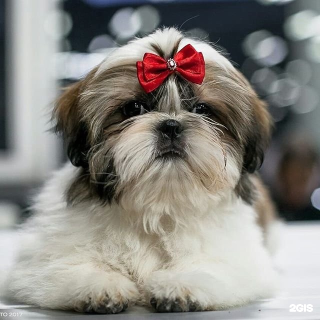 Ваш грумер, студия груминга — груминг Челябинск