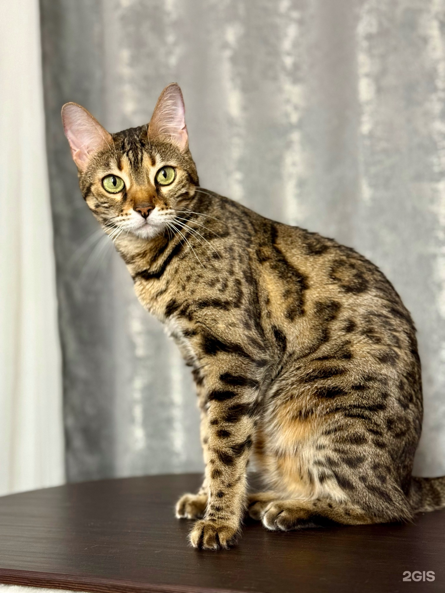 ВетМэн, ветеринарная клиника — груминг Челябинск