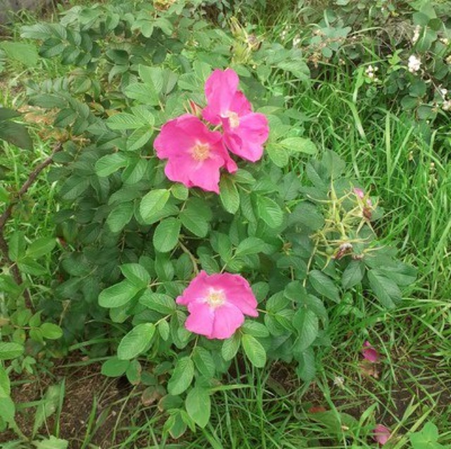 ВетСпектр, ветеринарная клиника