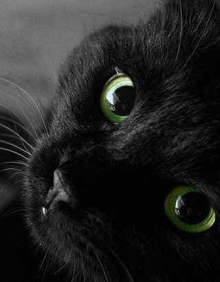 Зоо ЗОЖ, ветеринарный центр