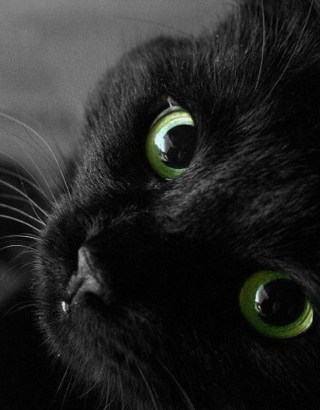 Зоо ЗОЖ, ветеринарный центр