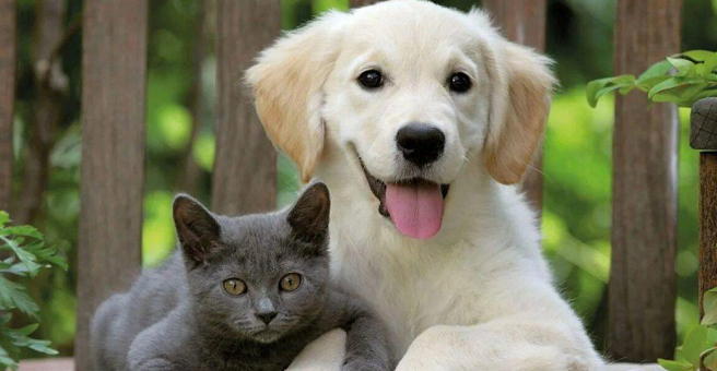 Пушистый доктор, ветеринарная клиника — груминг Иркутск