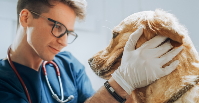 Медведица, ветеринарный многопрофильный центр — груминг Ижевск