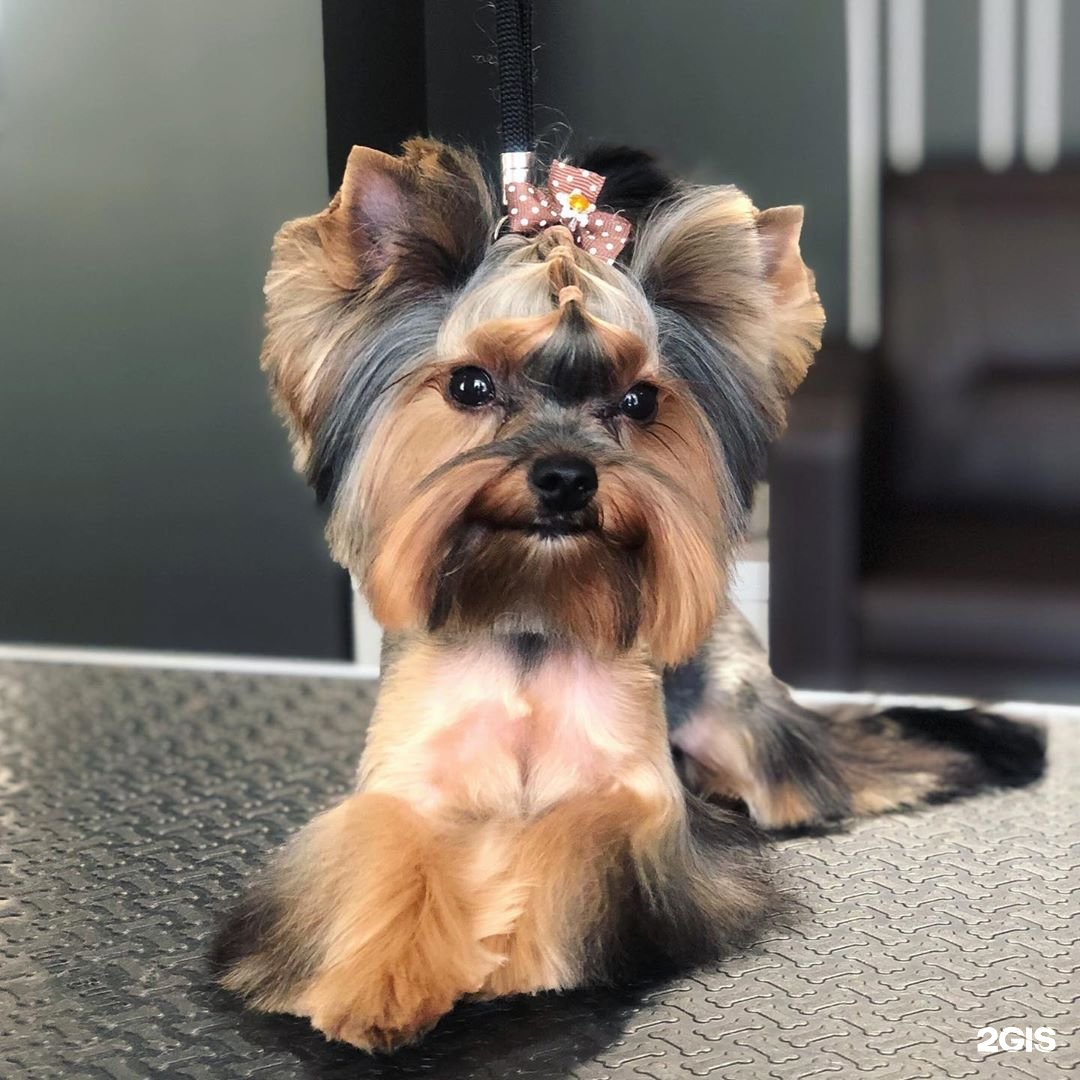 Barberdog, груминг-салон — груминг Казань