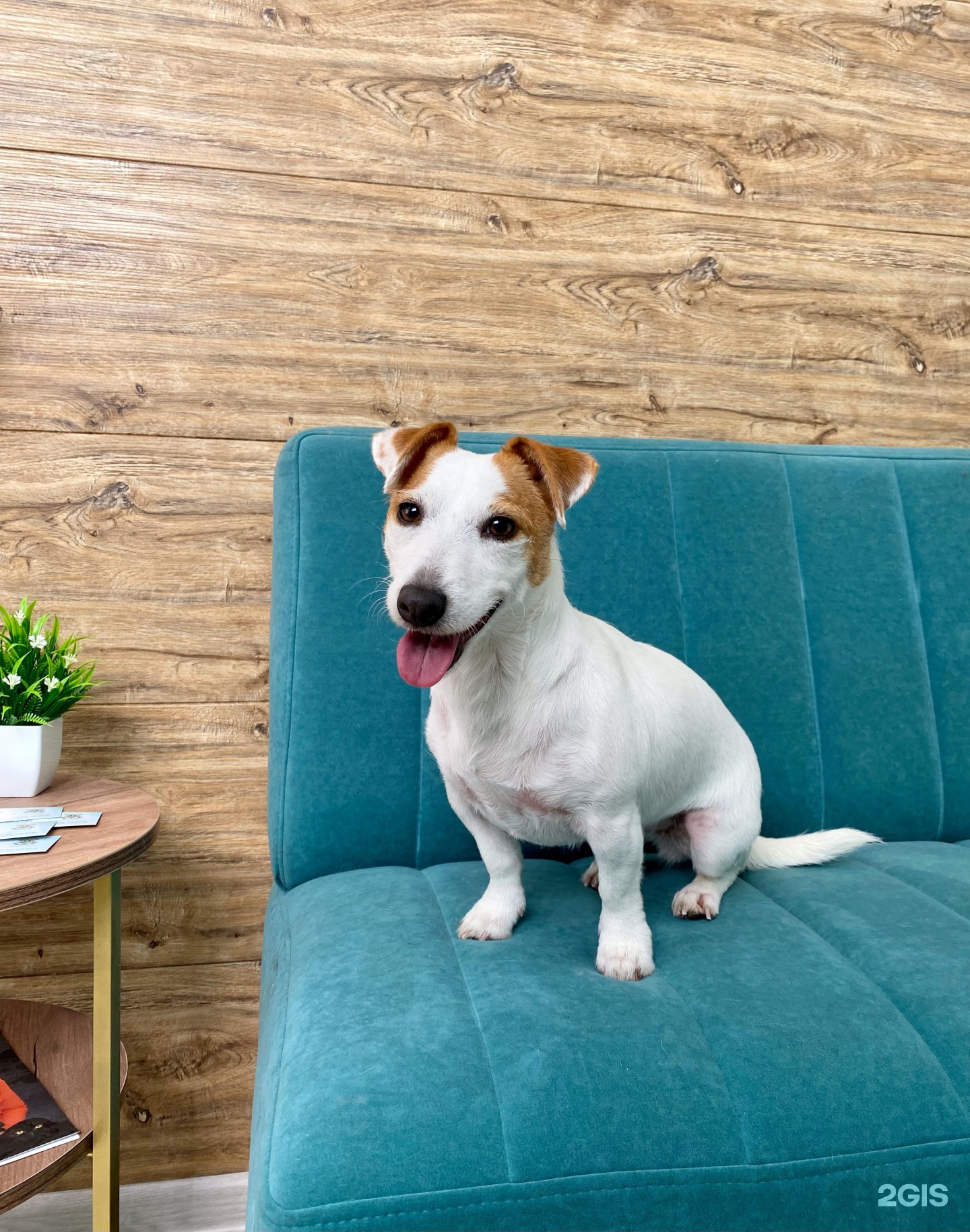 Dogwards, груминг-центр — груминг Казань