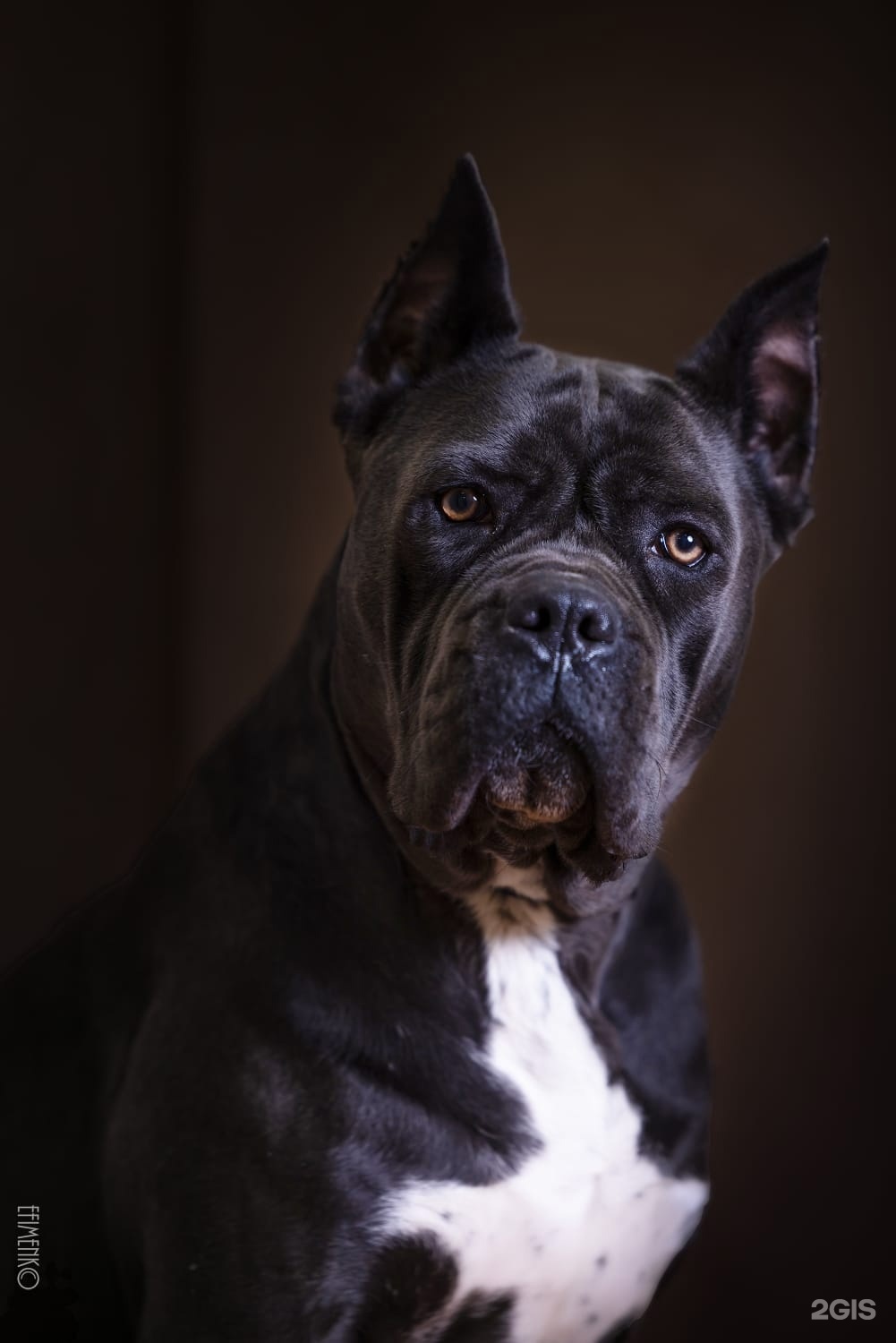 Джумбо, кинологический центр — груминг Казань