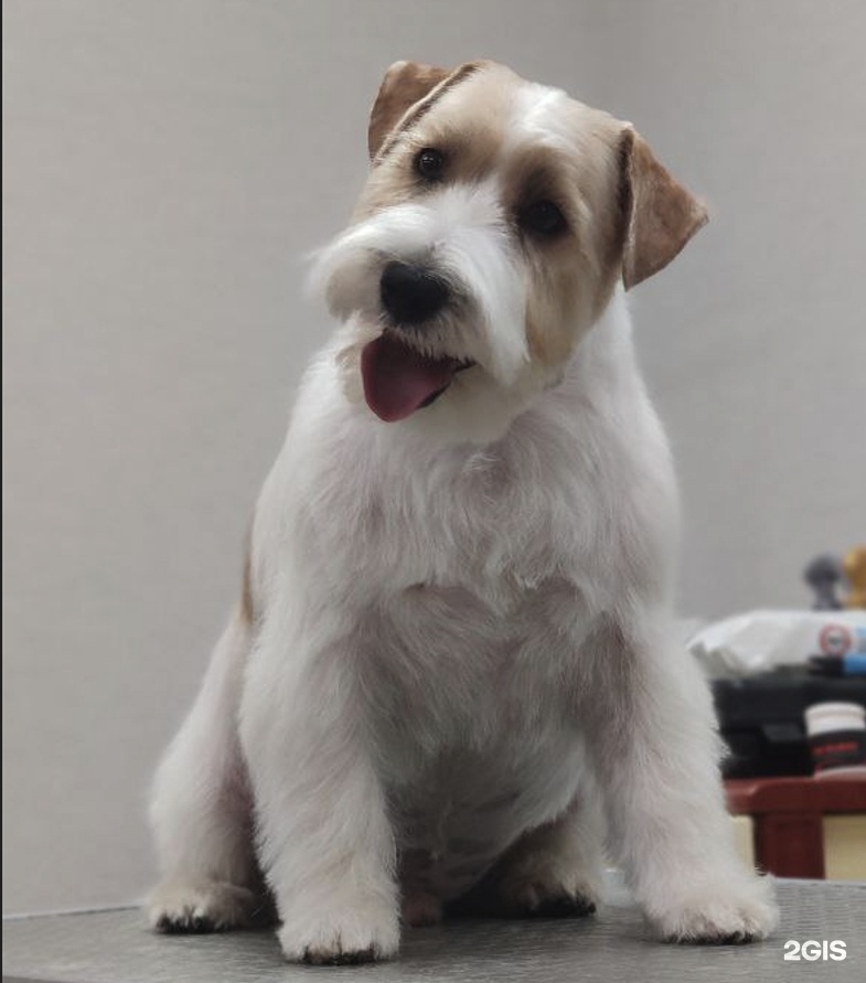 Фабрика груминга, салон красоты для животных — груминг Казань