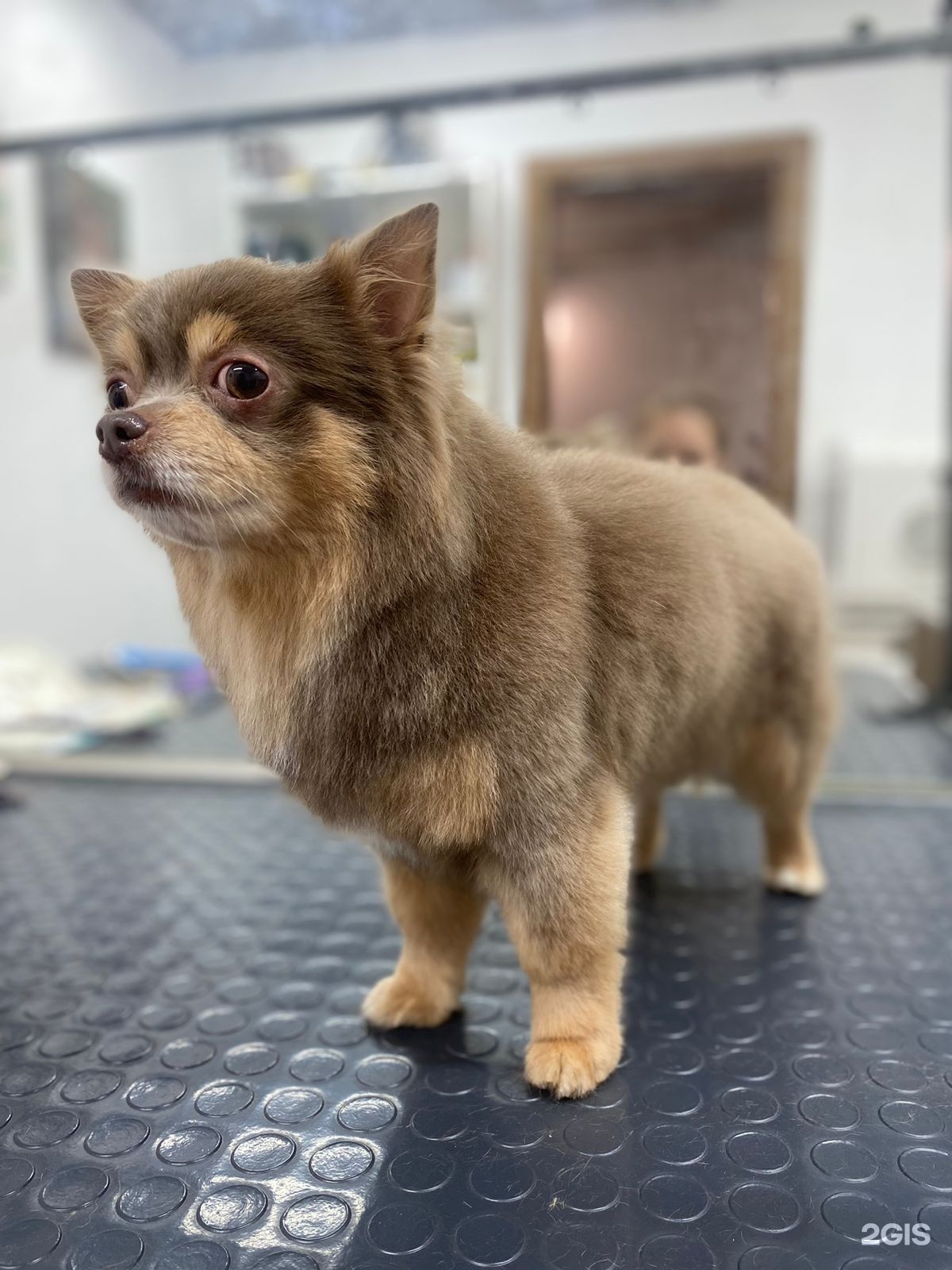 Когти и Точка!, зоомагазин и груминг-салон — груминг Казань