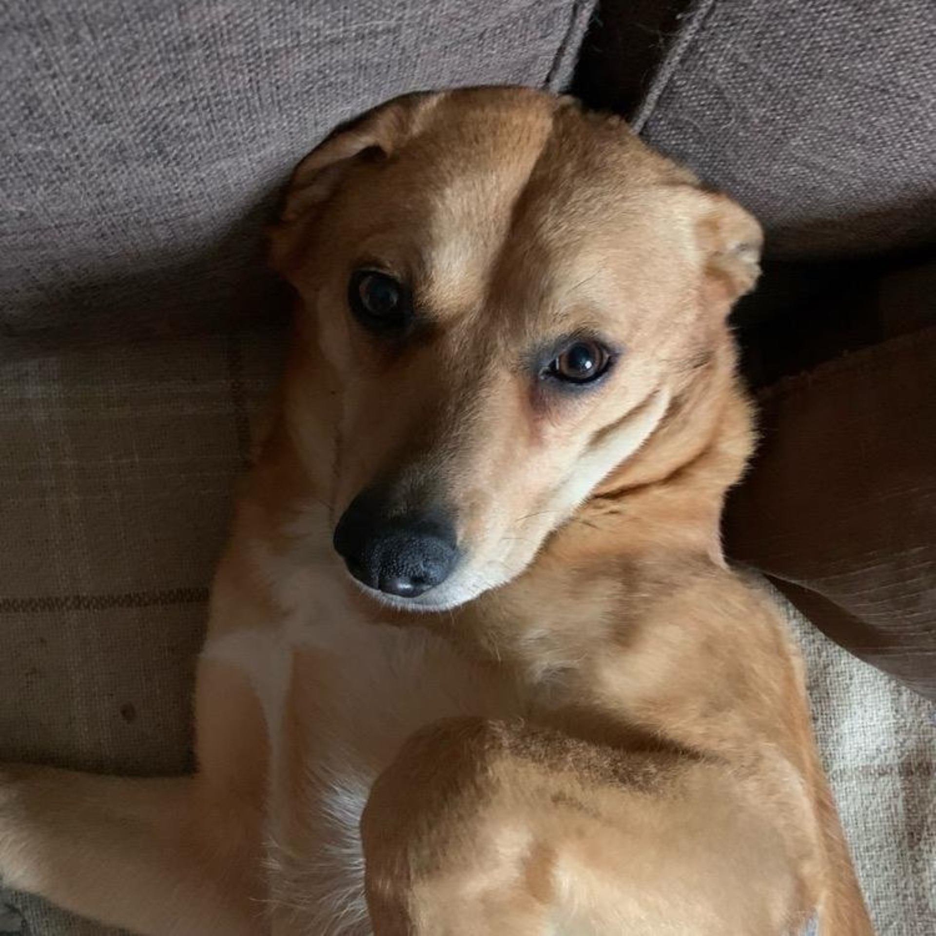 Лапки в порядке, груминг-салон