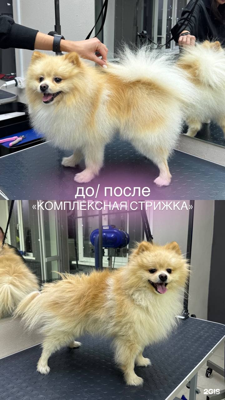 Лапки в порядке, груминг-салон — груминг Казань