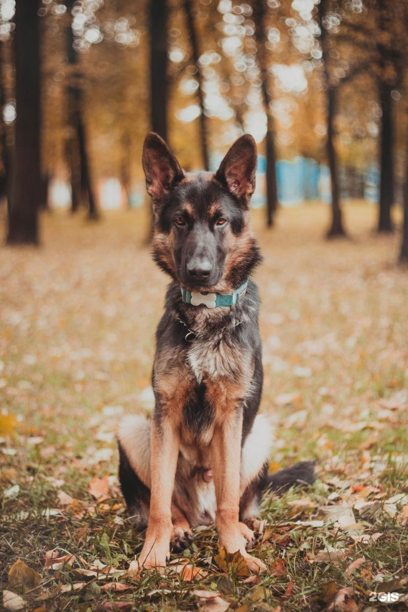 На Дубравной, ветеринарный центр — груминг Казань