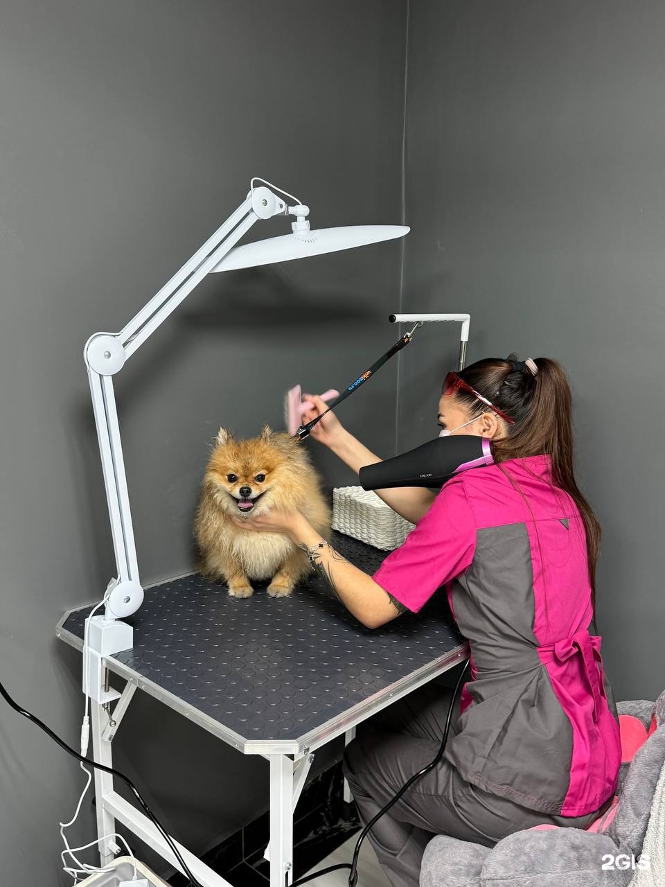 Oh my dog, груминг-салон — груминг Казань