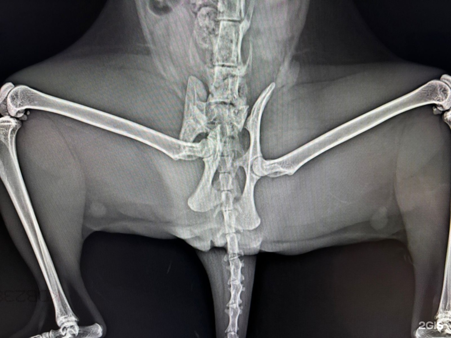 Панда, ветеринарный центр — груминг Казань