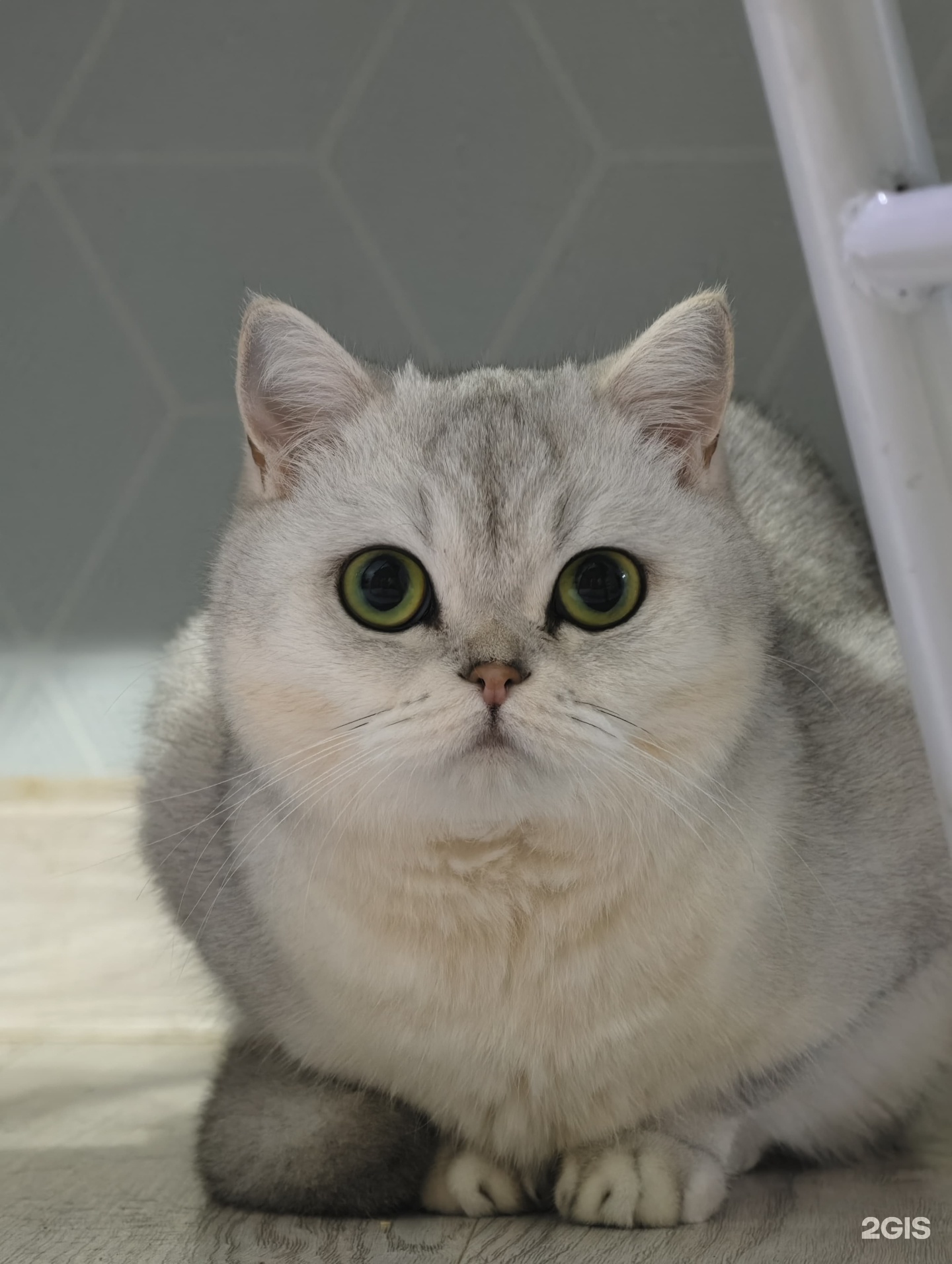 Ветэксперт, ветеринарный центр, Залесная улица, 30 — груминг Казань