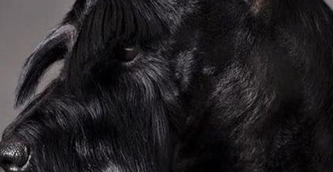 Альфа Грум, студия груминга — груминг Хабаровск