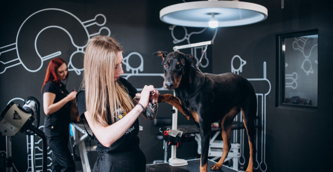 Barberdog, груминг-салон