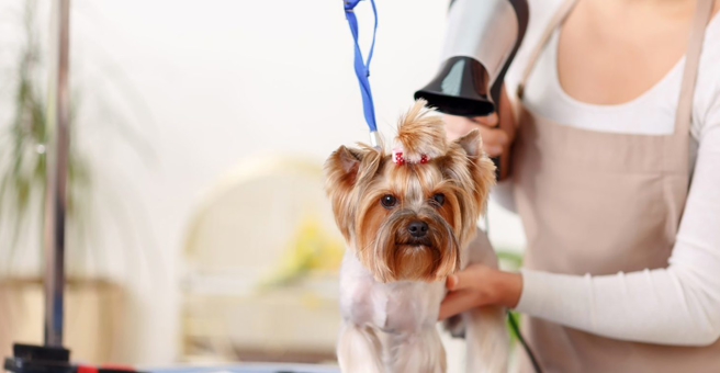 Дог и кэт, груминг-салон для животных