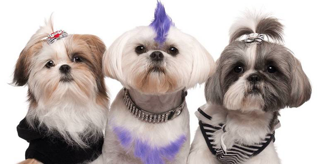 Полар Найт, студия груминга