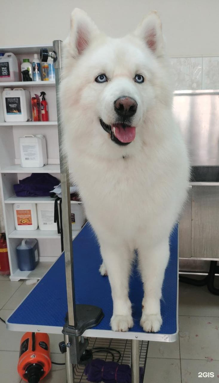 Большая Медведица, ветеринарный центр