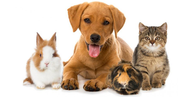 Добрые руки, ветеринарная клиника — груминг Краснодар