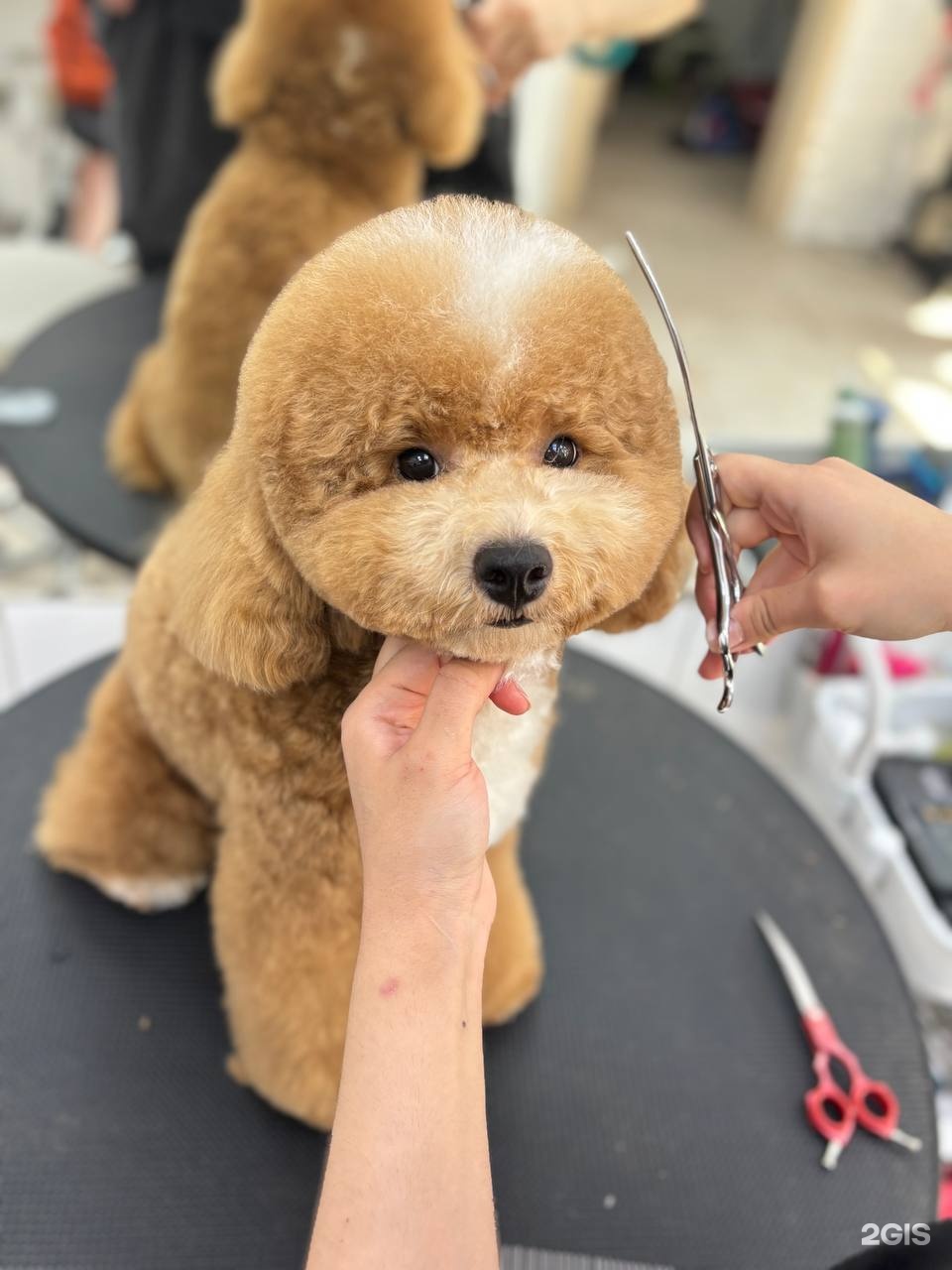 Фифа, салон для животных