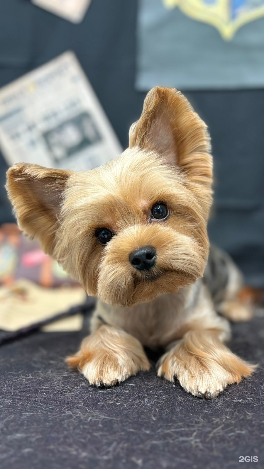 Груминг-центр