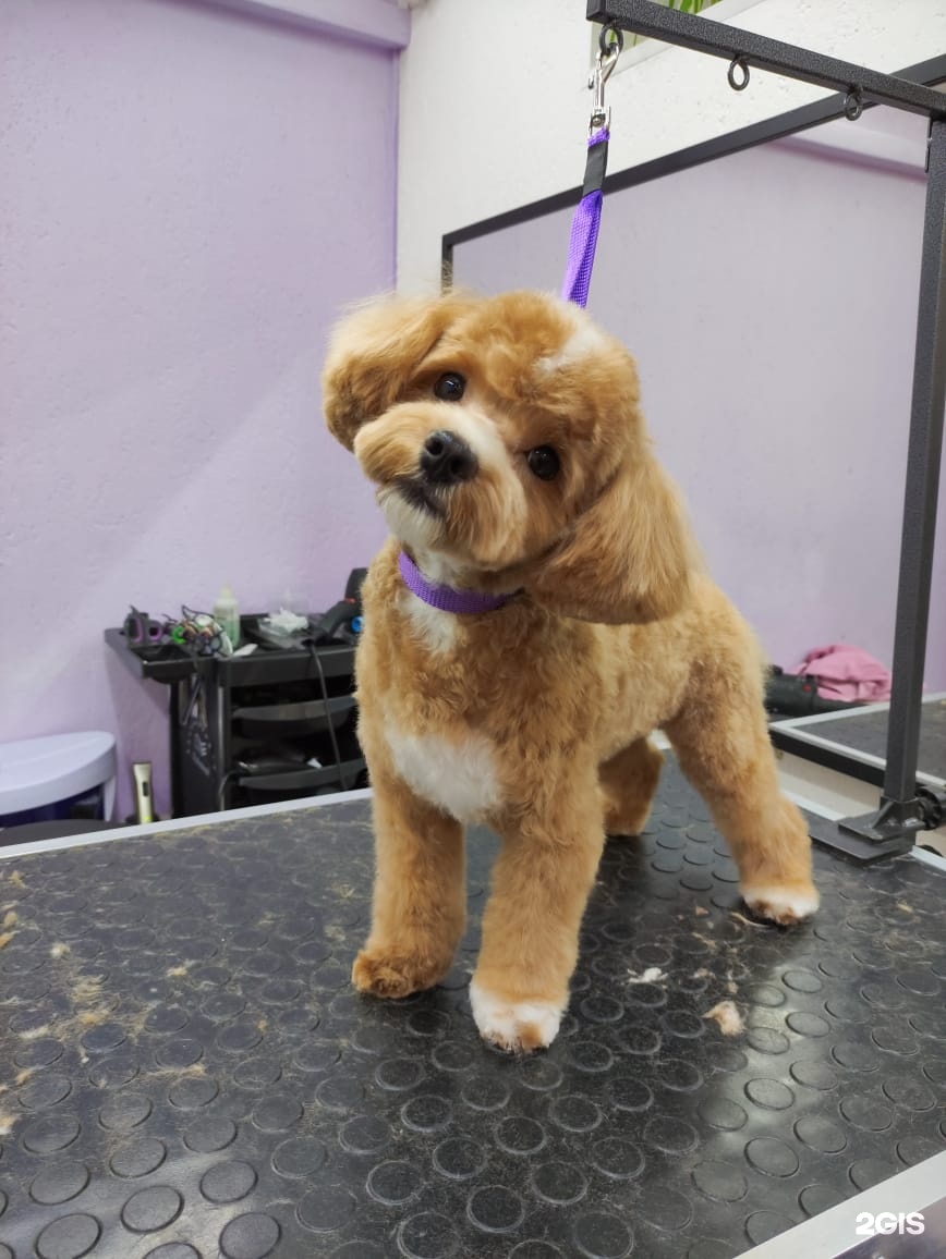 Happy Tail, зоосалон