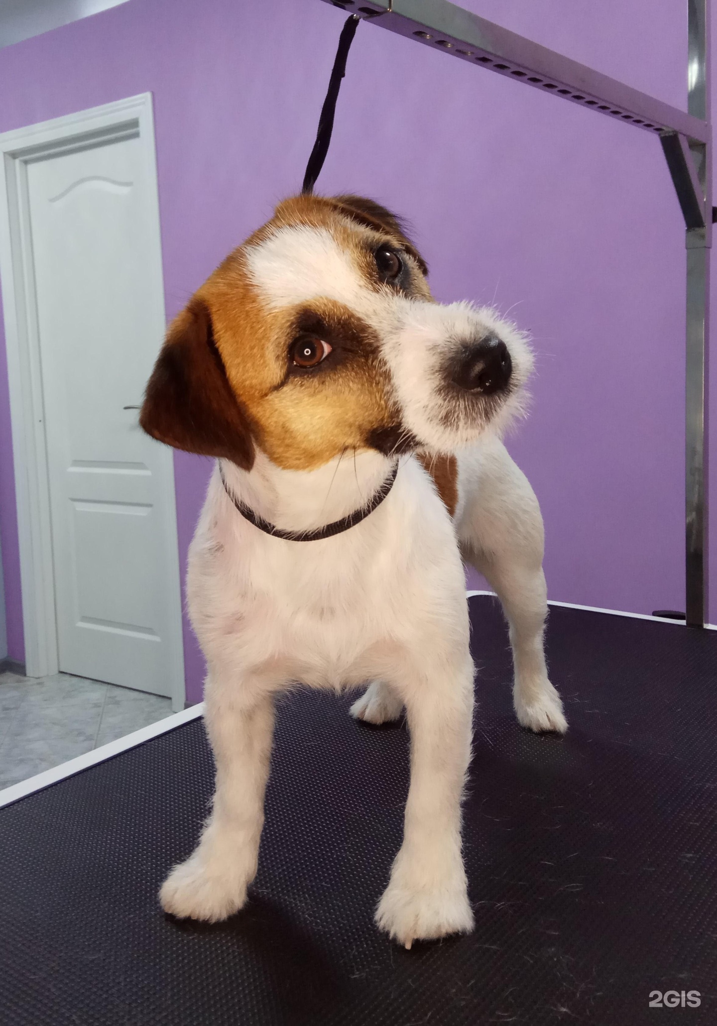 Хвост Дизайн, груминг-салон