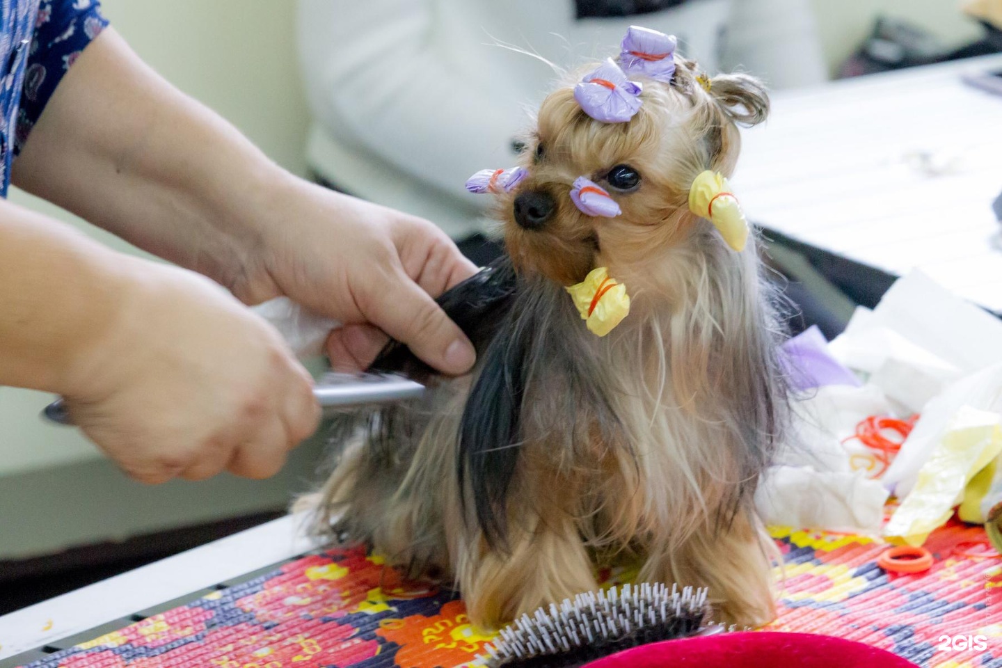Дог Шоу Центр, центр профессиональной подготовки собак — груминг Красноярск