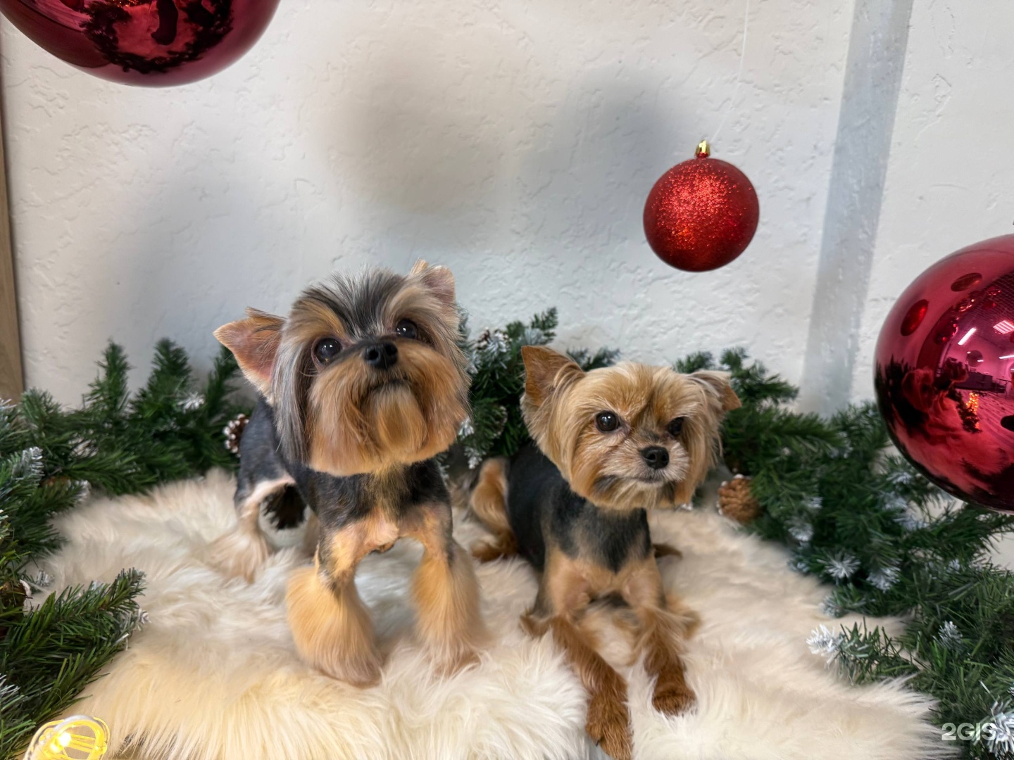 Doggie&amp;Cat, студия груминга — груминг Красноярск