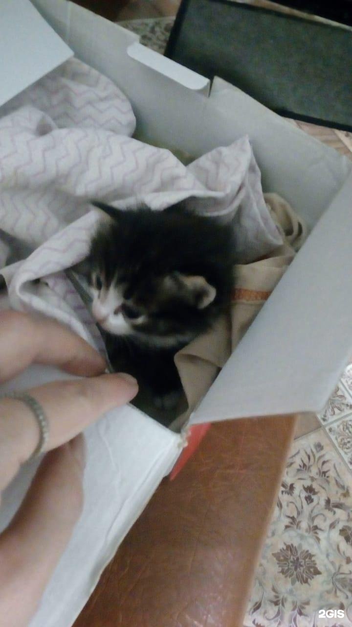 Любимец, ветеринарная клиника — груминг Красноярск