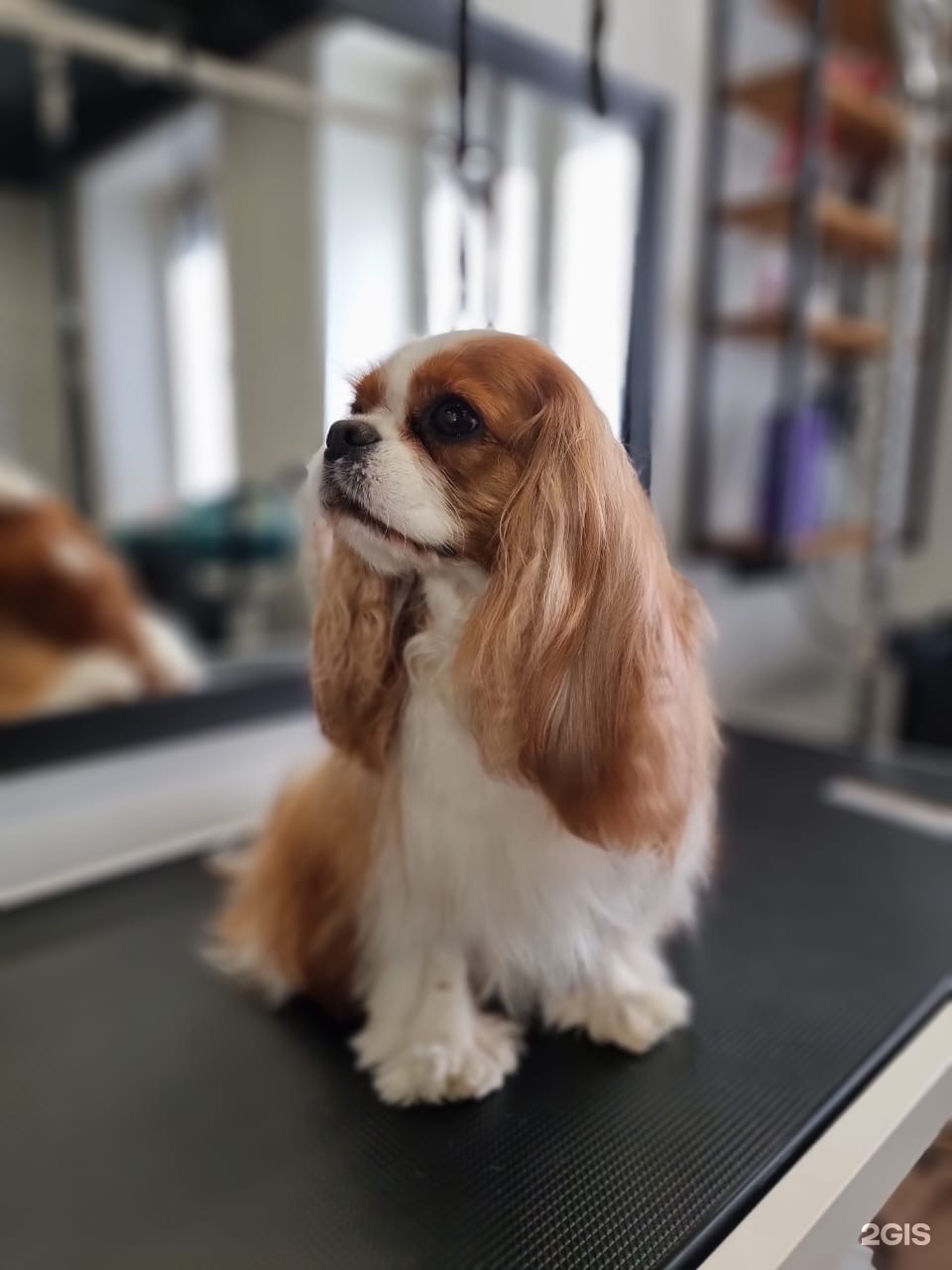 Pet stop, студия груминга — груминг Красноярск