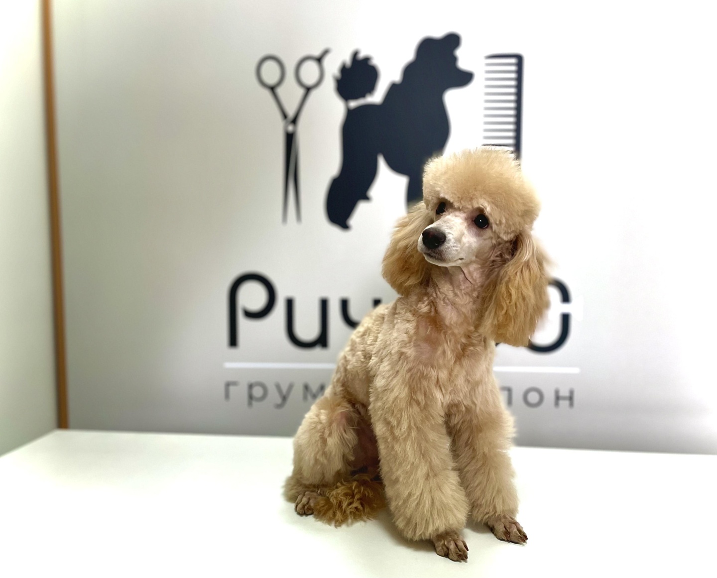 Ричард, груминг-салон — груминг Красноярск