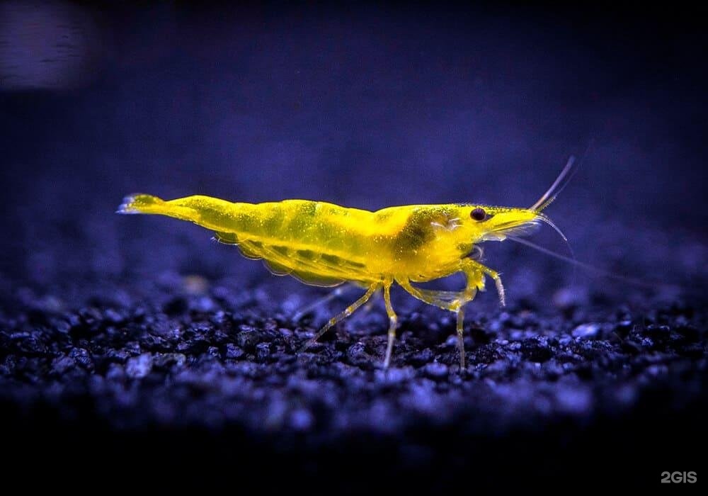 Сибирский аквариум-сервис, компания — груминг Красноярск