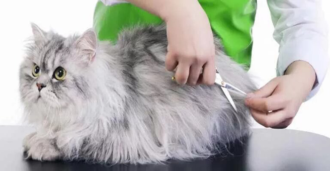 Аквариум, зоомагазин