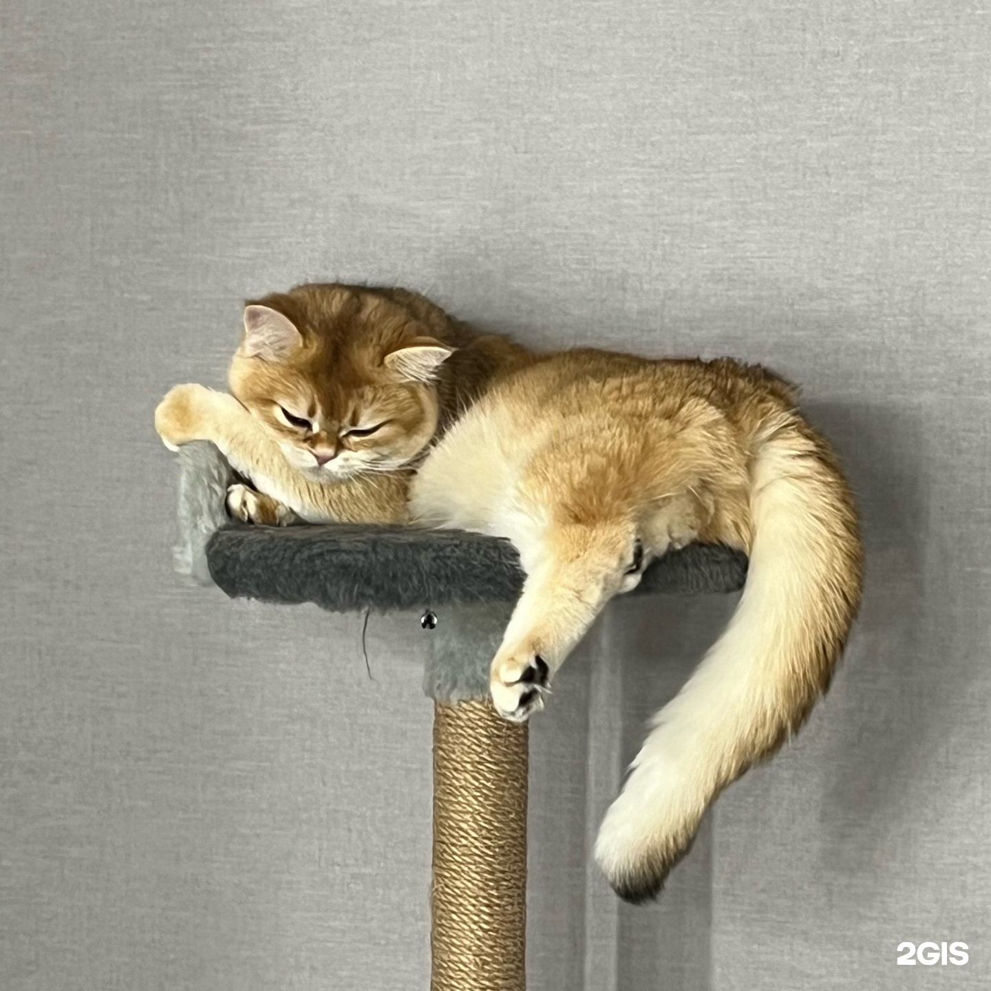 Биовет, ветеринарная клиника — груминг Москва