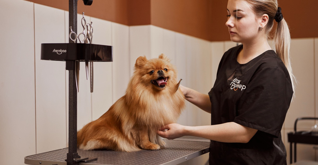 Блэкгрумер, салон груминга и SPA для животных — груминг Москва