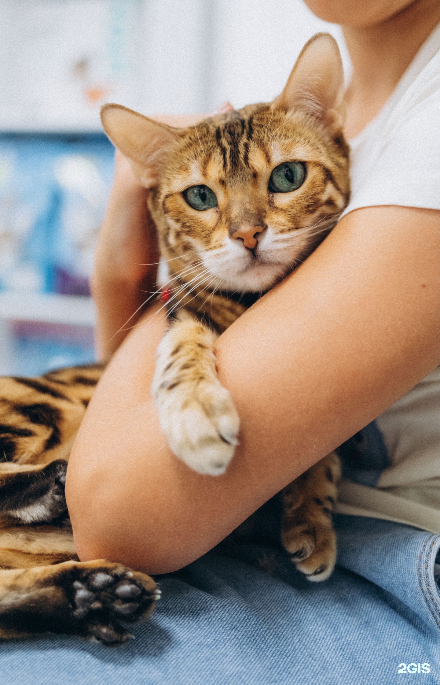 EVC, европейский ветеринарный центр, Мукомольный проезд — груминг Москва