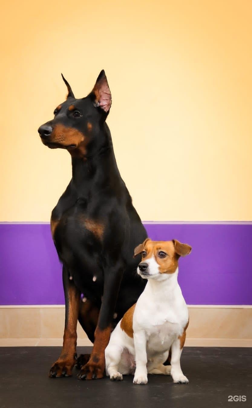 My Sports Dog, зоосалон и хендлинг-зал — груминг Москва