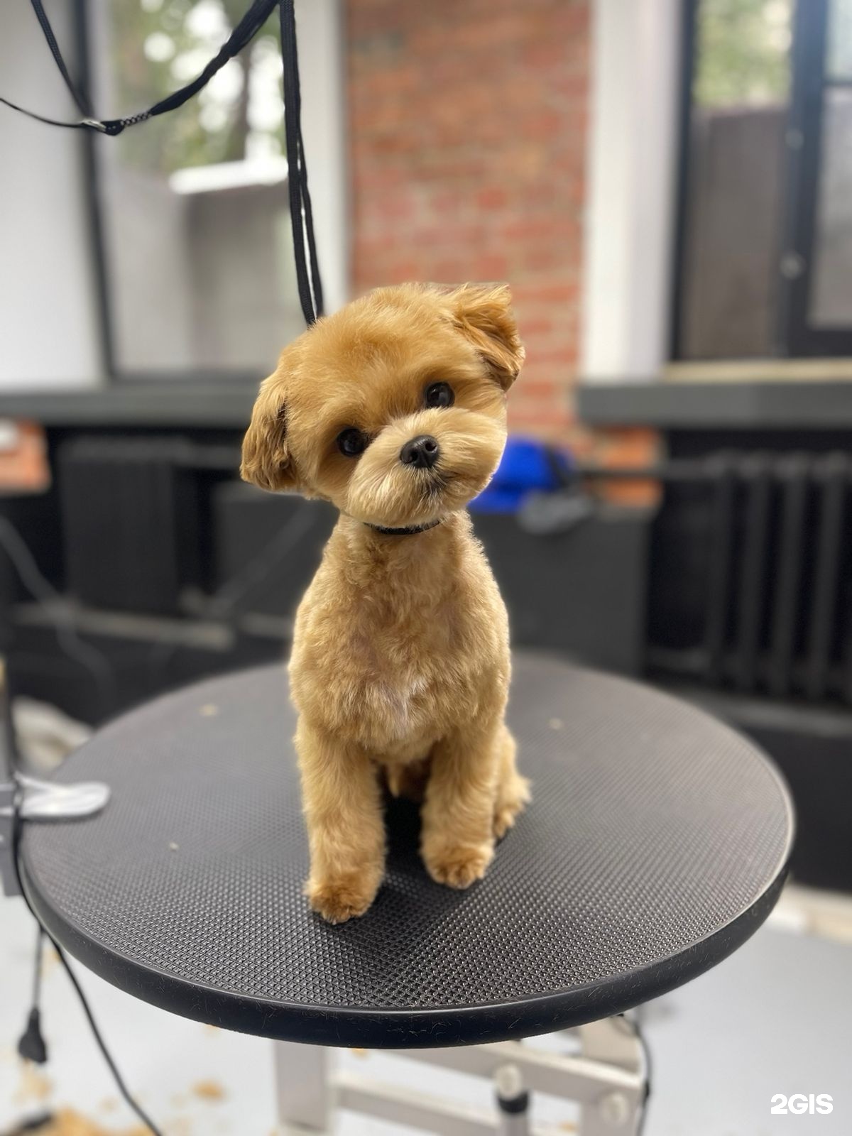 Party Dog, студия груминга, Нижняя Пресня — груминг Москва