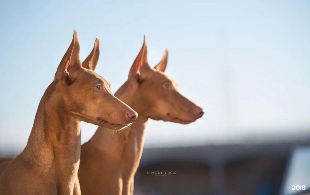 СпортШоуКлуб, спортивно-дрессировочный центр — груминг Москва