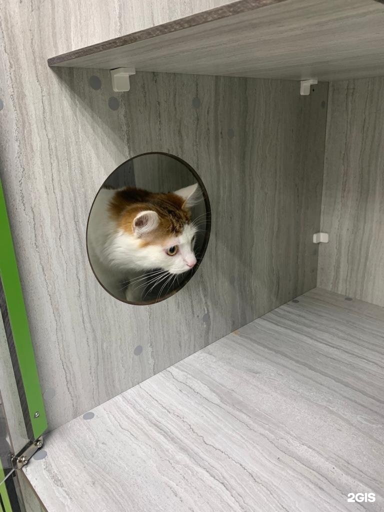 Zoocity, зооцентр — груминг Москва