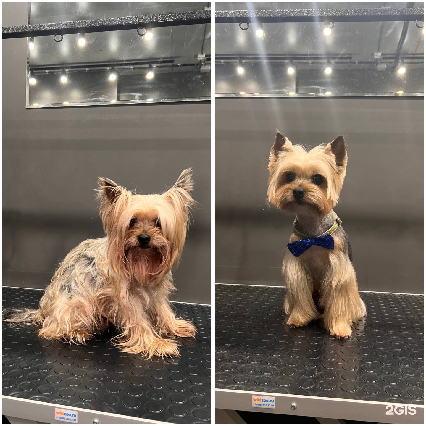 Barberdog, салон груминга