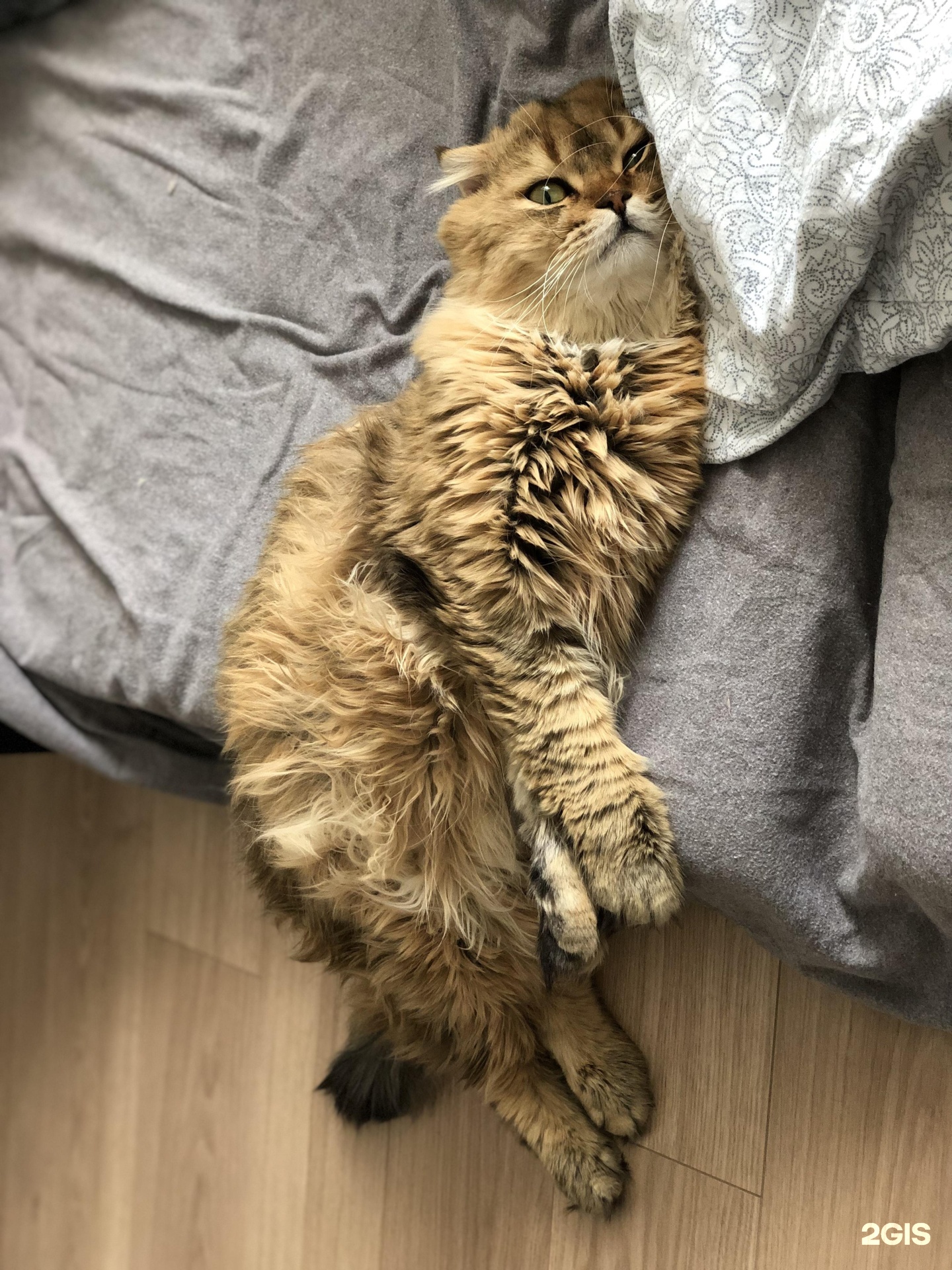 Дай лапу, ветеринарный центр — груминг Новосибирск