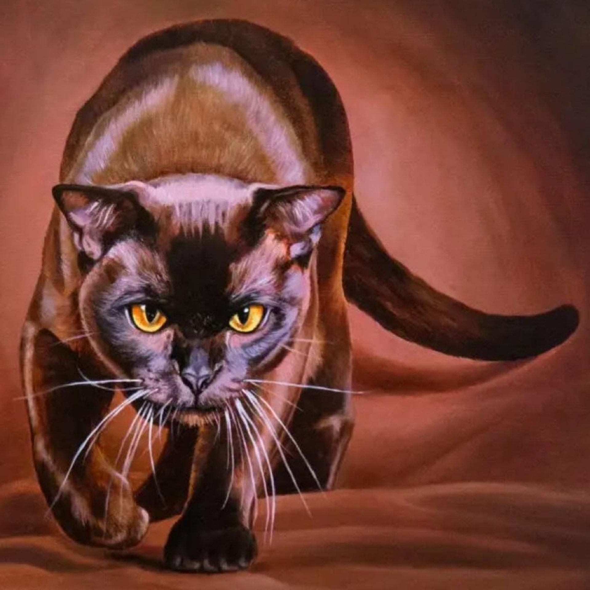 Дон Бишон, студия груминга